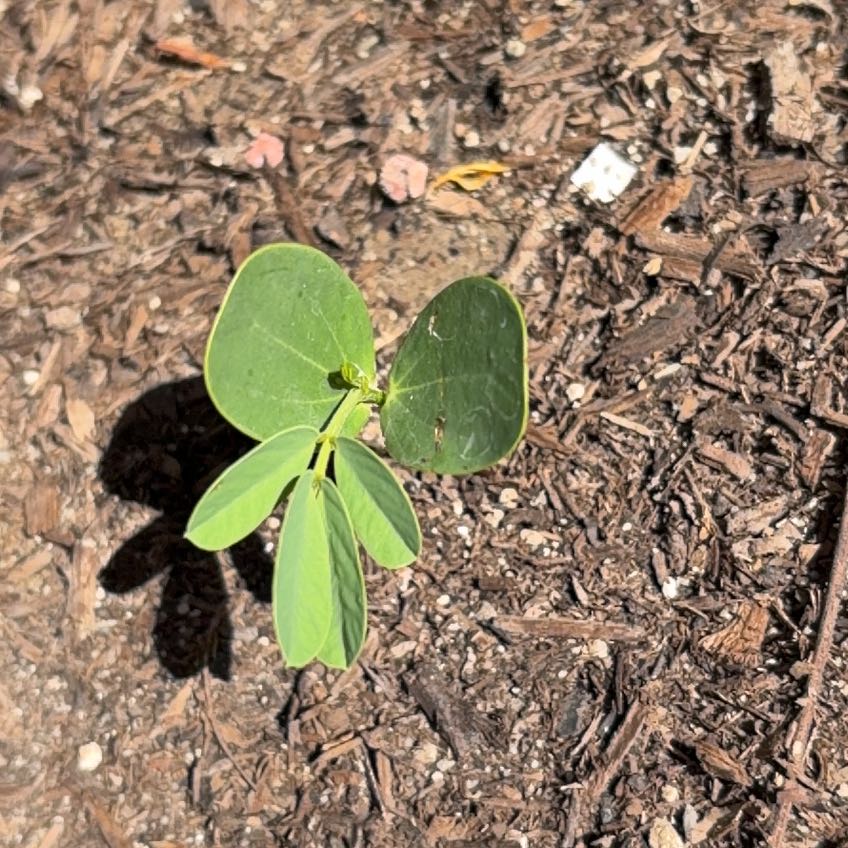 Photo of the plant species Sicklepod by @HolyJerseytea named Prince on Greg, the plant care app