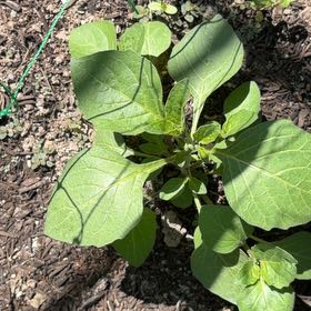 Photo of the plant species Purple Amaranth by @HolyJerseytea named Bieber on Greg, the plant care app