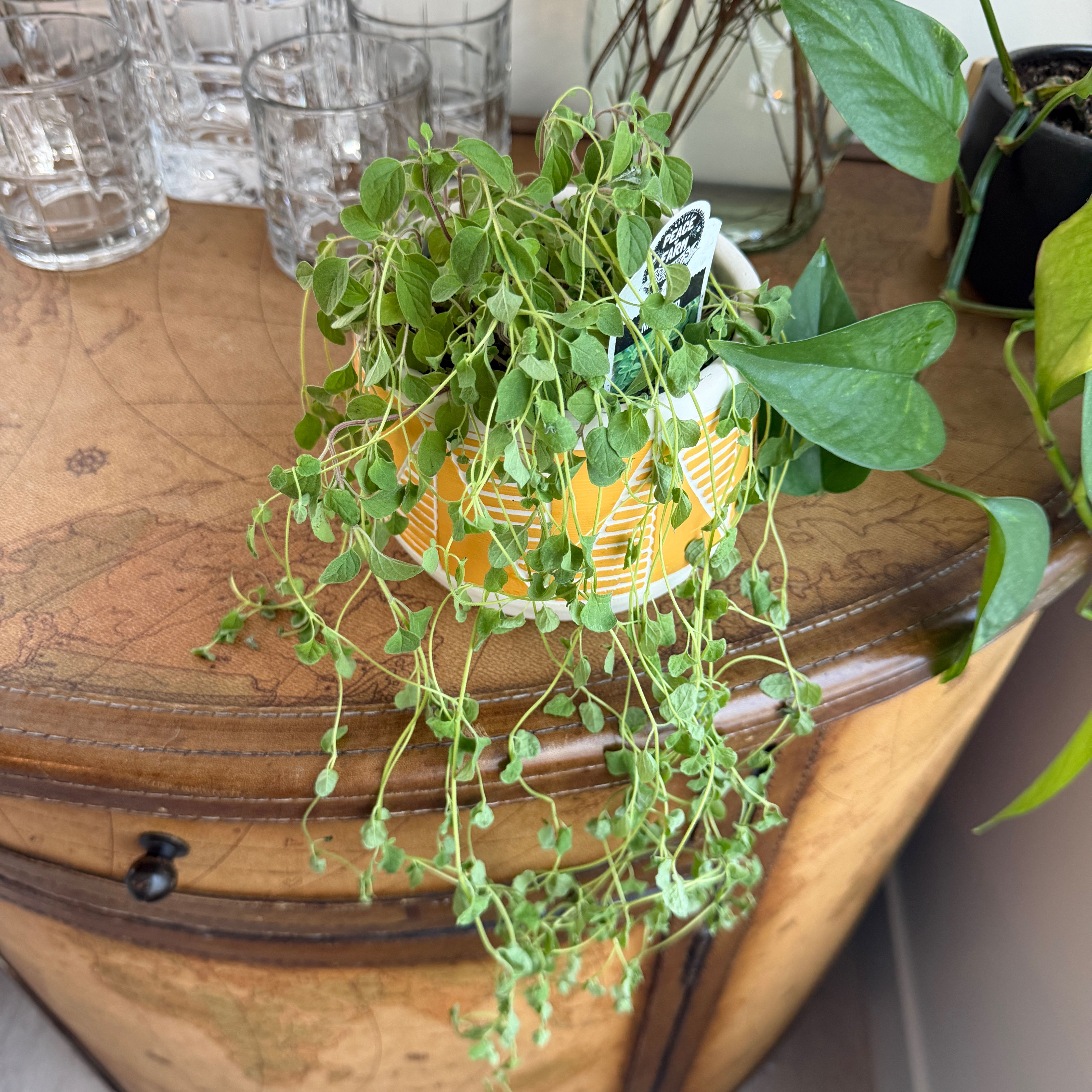 Photo of the plant species Golden Marjoram by @LovingGuepinia named Marley on Greg, the plant care app