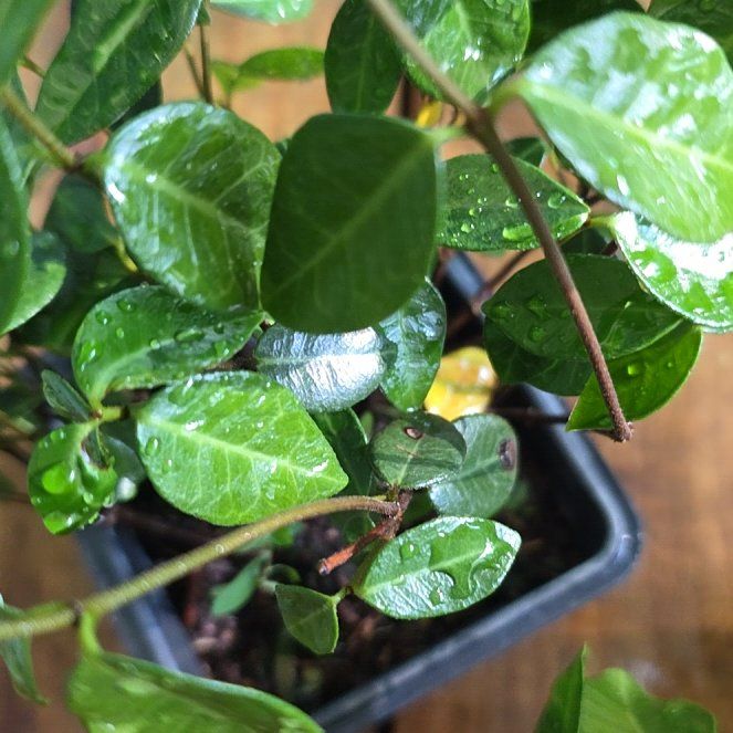 Photo of the plant species Asian Jasmine by @PotentCebenese named Kendall on Greg, the plant care app