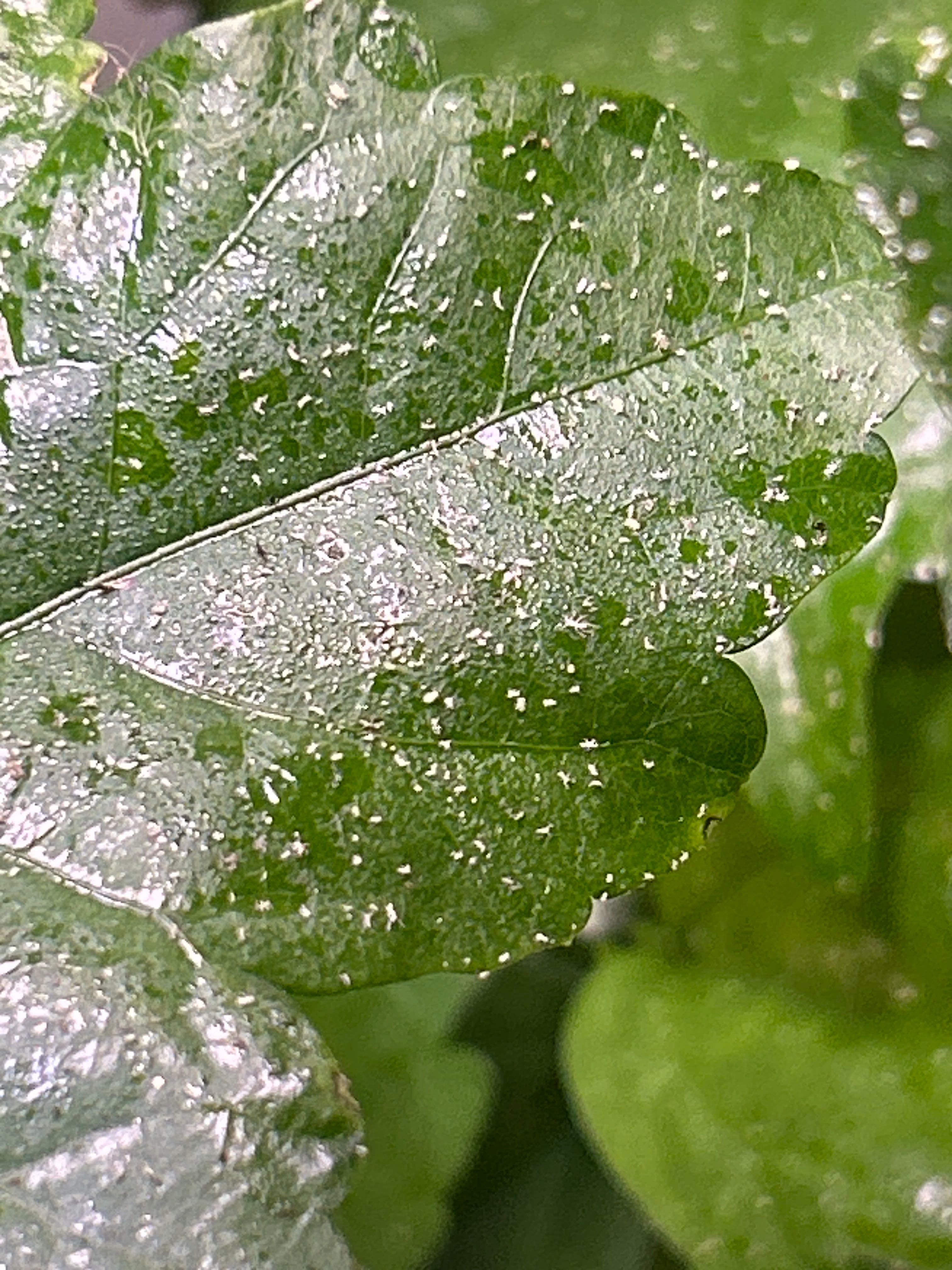 CatFriendly Plant Rose of Sharon 🐱