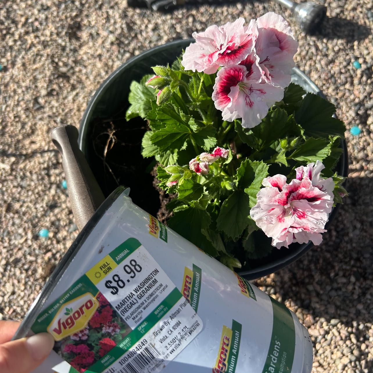 Photo of the plant species Martha Washington Geranium by @CoolAglaonema named Captain Plant-it on Greg, the plant care app