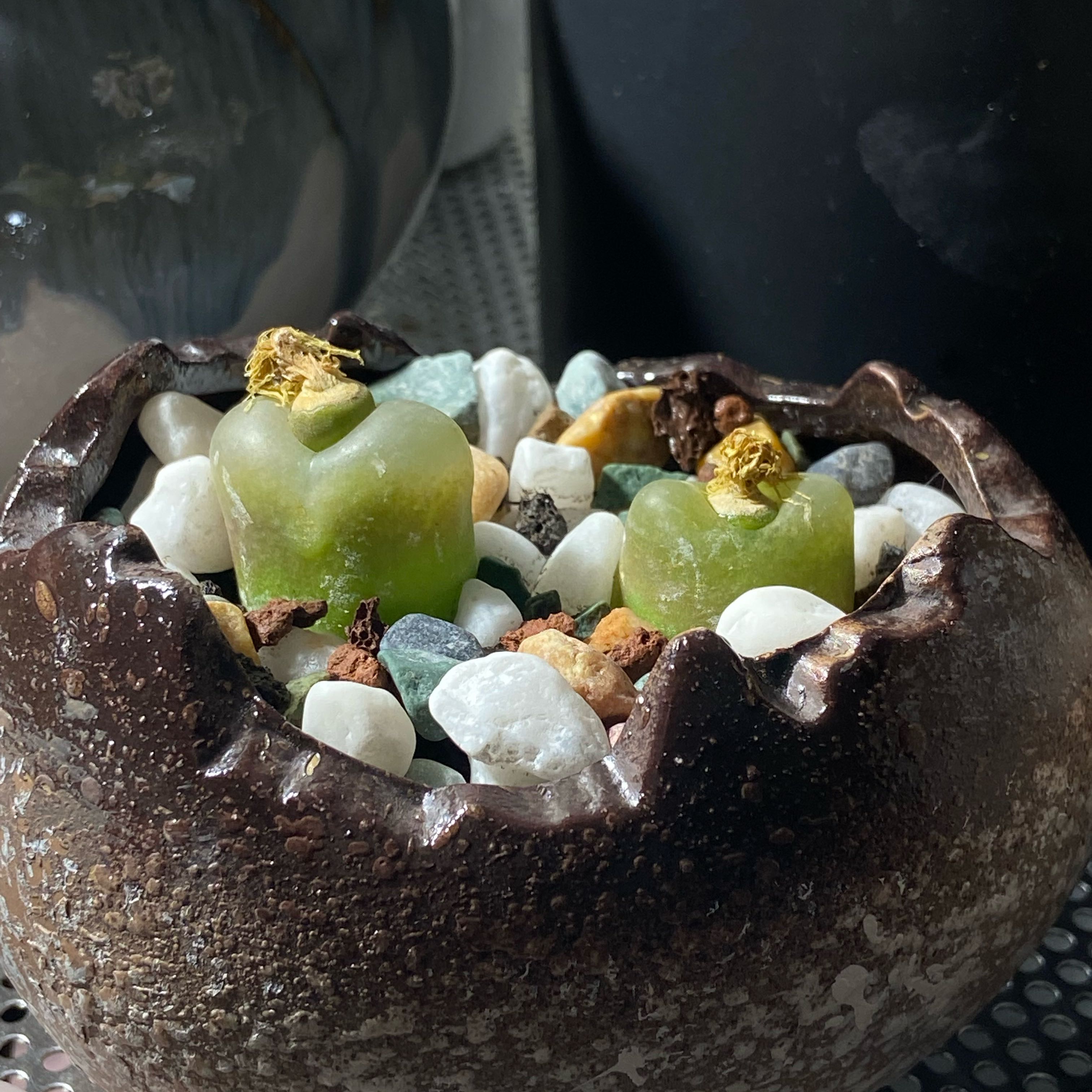 Photo of the plant species Conophytum Maughanii by @MovingPinklaui named Peach🍑 on Greg, the plant care app