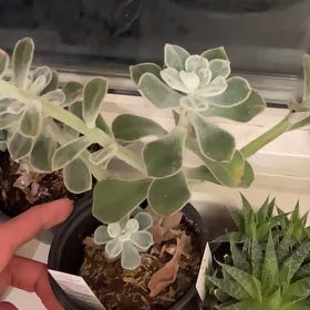 Photo of the plant species White Chenille Plant by @JampackedGollum named Sherlock on Greg, the plant care app