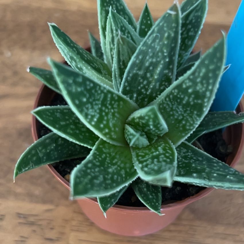 Photo of the plant species Green Ice Gasteraloe by @AStinePLA named Green Ice on Greg, the plant care app