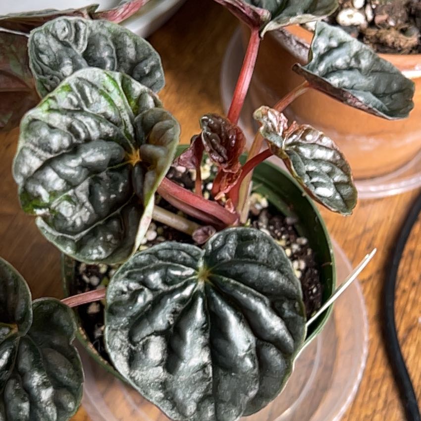 Photo of the plant species Peperomia Abricos by @AStinePLA named Claudia on Greg, the plant care app