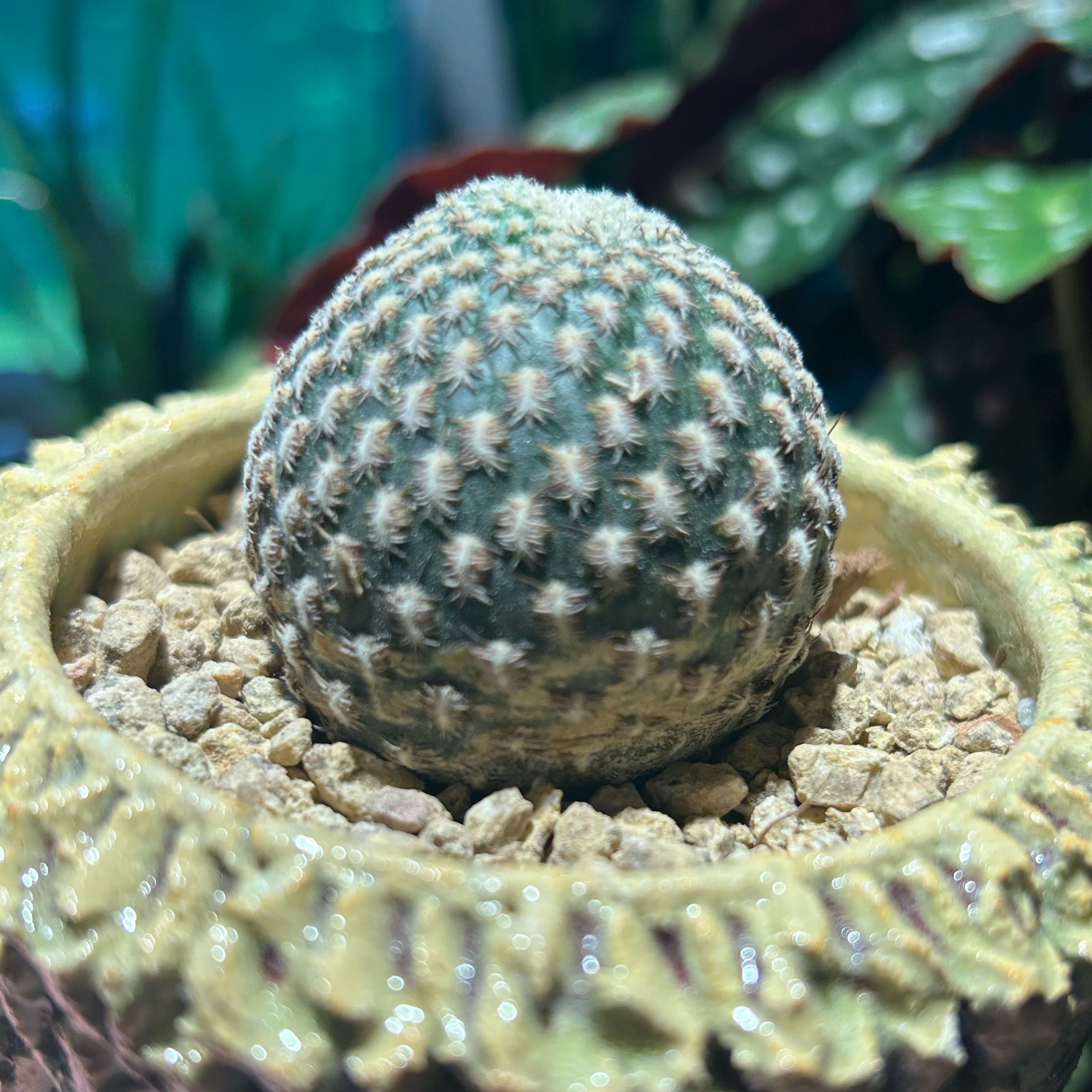 Photo of the plant species Arenaceous Crown Cactus by @AStinePLA named Tigger on Greg, the plant care app