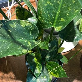 Photo of the plant species Philo Green Congo Nuclear by @AStinePLA named Chernobyl on Greg, the plant care app