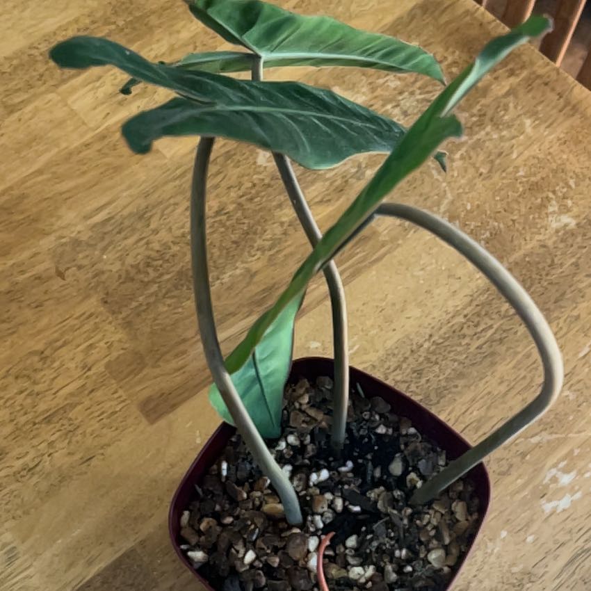 Photo of the plant species Philodendron billietiae by @AStinePLA named Nemo on Greg, the plant care app