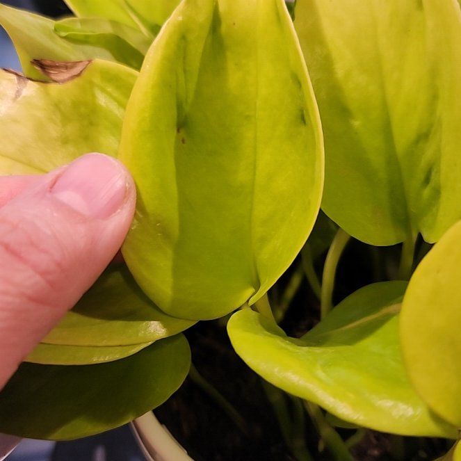 Photo of the plant species Champs Elysees pothos by @MovingNoognug named Planty on Greg, the plant care app