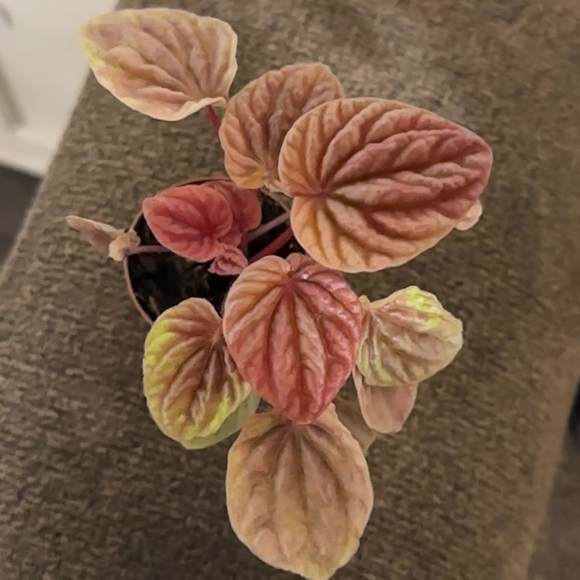 Photo of the plant species Peperomia Quito by @HipWhiterata named Darwin on Greg, the plant care app