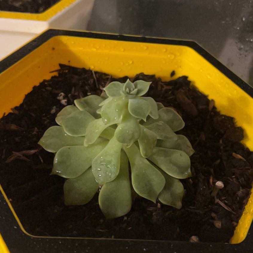 Taciveria 'Tasha' succulent in a yellow hexagonal pot with visible soil.