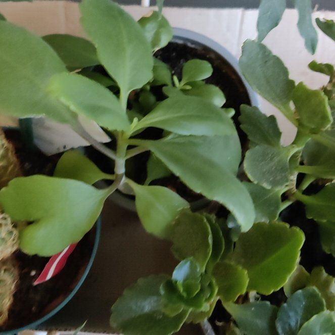 Photo of the plant species Chandelier Plant by @HeirMizuna named Athena on Greg, the plant care app