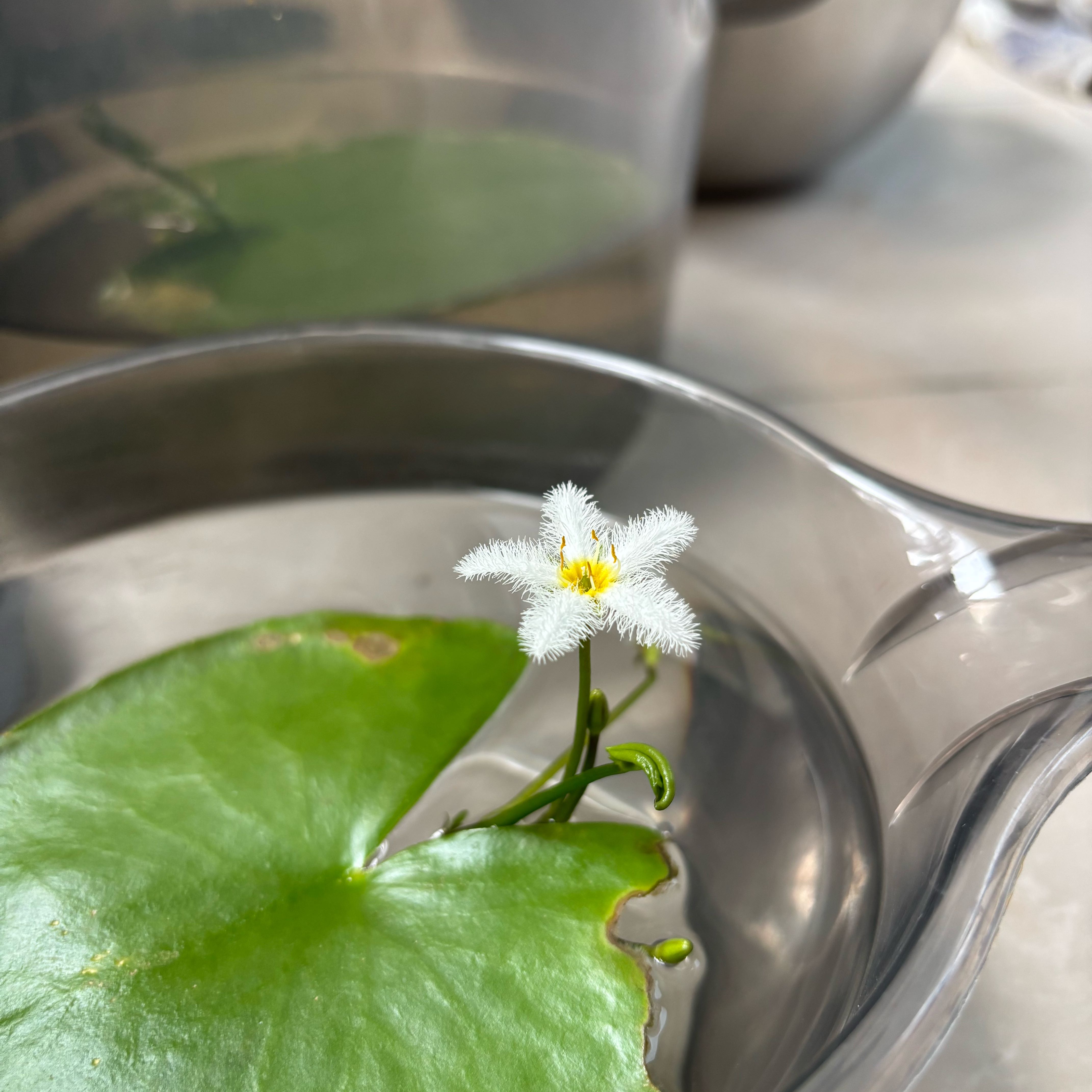 Photo of the plant species Fringed Water Lily by @CosmicCorkelm named Leonardo on Greg, the plant care app