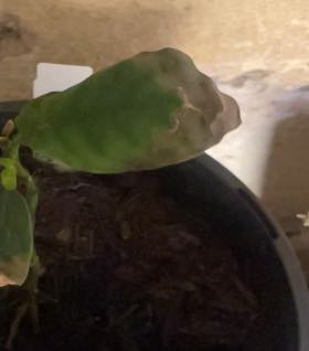 Photo of the plant species Chacruna by @BoldSarcodes named Tupot amaroot on Greg, the plant care app