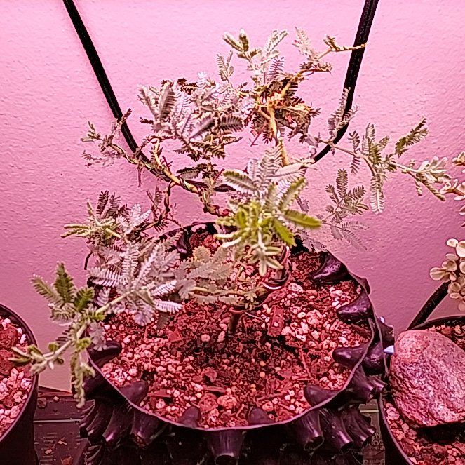 Photo of the plant species Cootamundra Wattle by @LoyallyGlueseed named Morgan Treeman on Greg, the plant care app