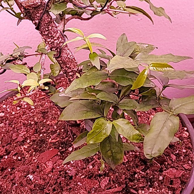 Photo of the plant species Dwarf Water Jasmine by @LoyallyGlueseed named Plato on Greg, the plant care app