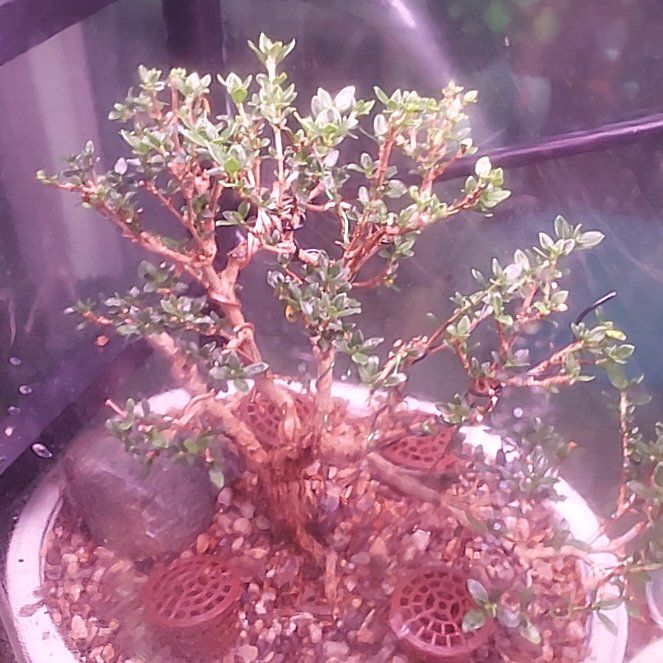 Photo of the plant species Snow Rose by @LoyallyGlueseed named Winston on Greg, the plant care app