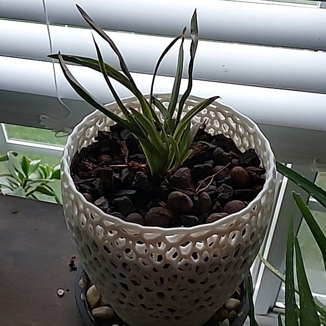 Photo of the plant species Tolumnia Orchid by @LoyallyGlueseed named Cleopatra on Greg, the plant care app