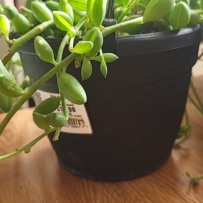 Morgan Treeman | A plant by @TopGraptosedum on Greg