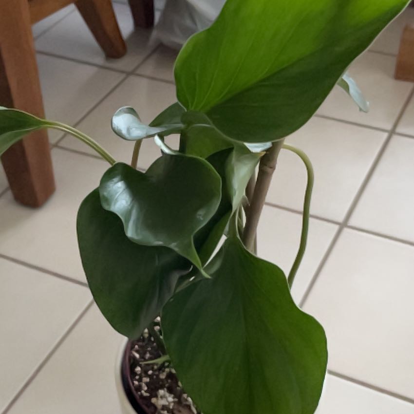 Photo of the plant species Syngonium Podophyllum Emerald Gem by @SageSpinyrush named Orwell on Greg, the plant care app
