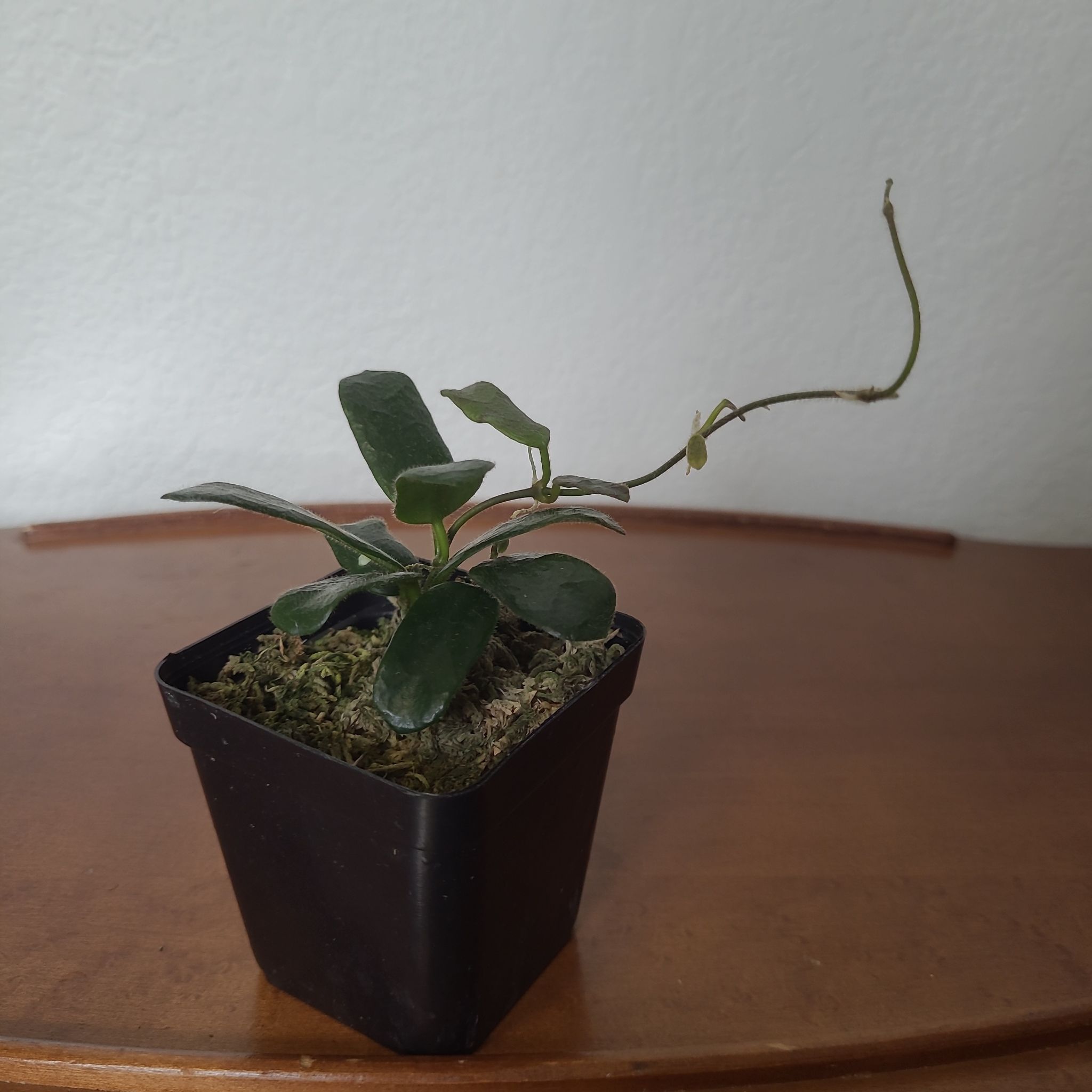 Hoya rotundiflora plant in a small black pot on a wooden surface.