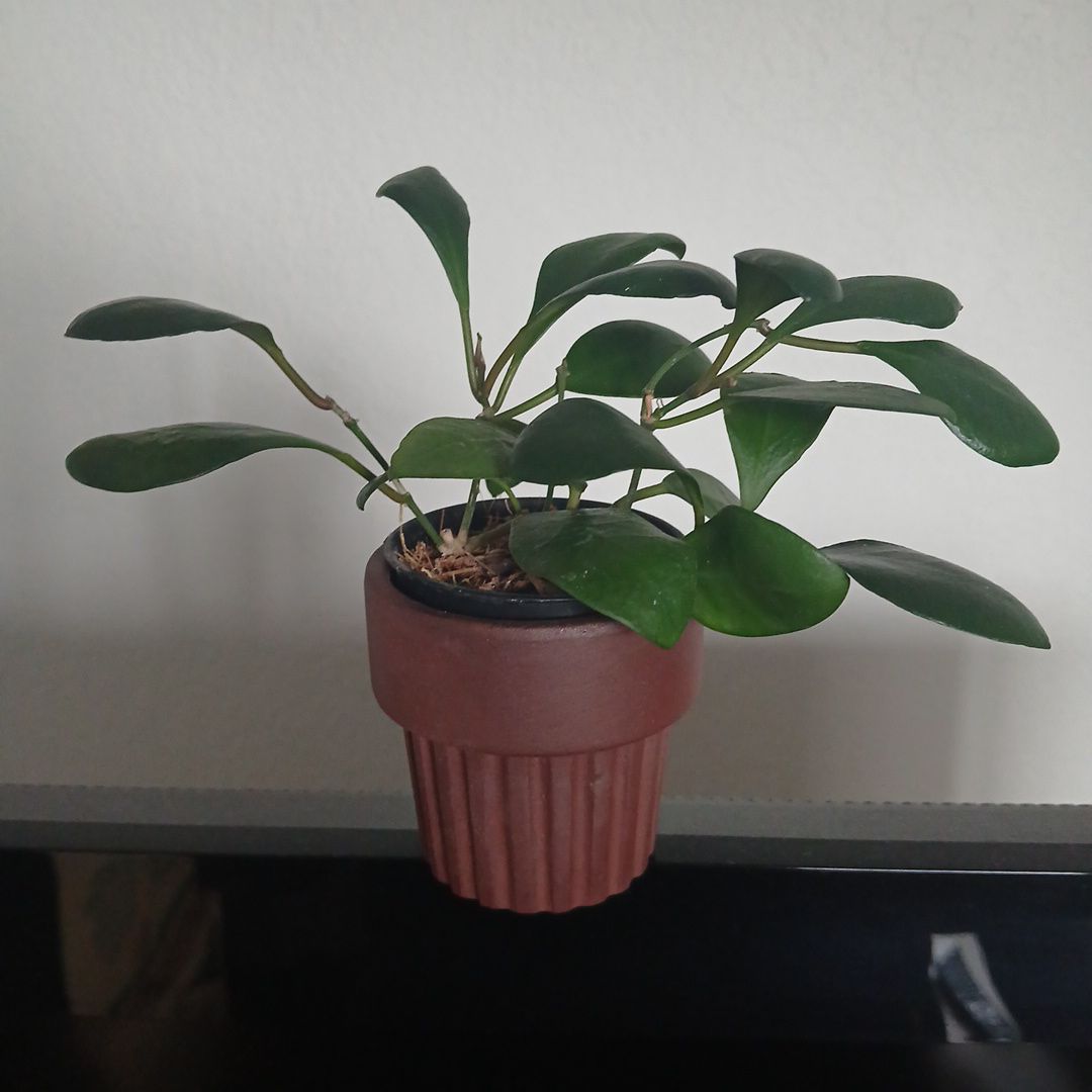Photo of the plant species Hoya lucardenasiana by @ballondusoleil named Gabriella on Greg, the plant care app