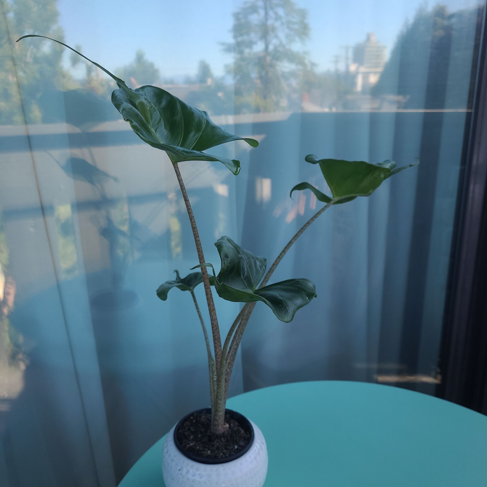 Alocasia Stingray