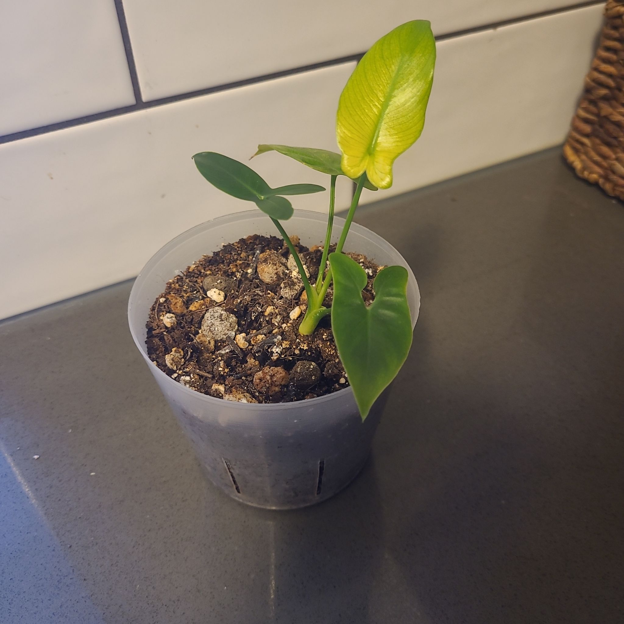Variegated Philodendron Goeldii Mint