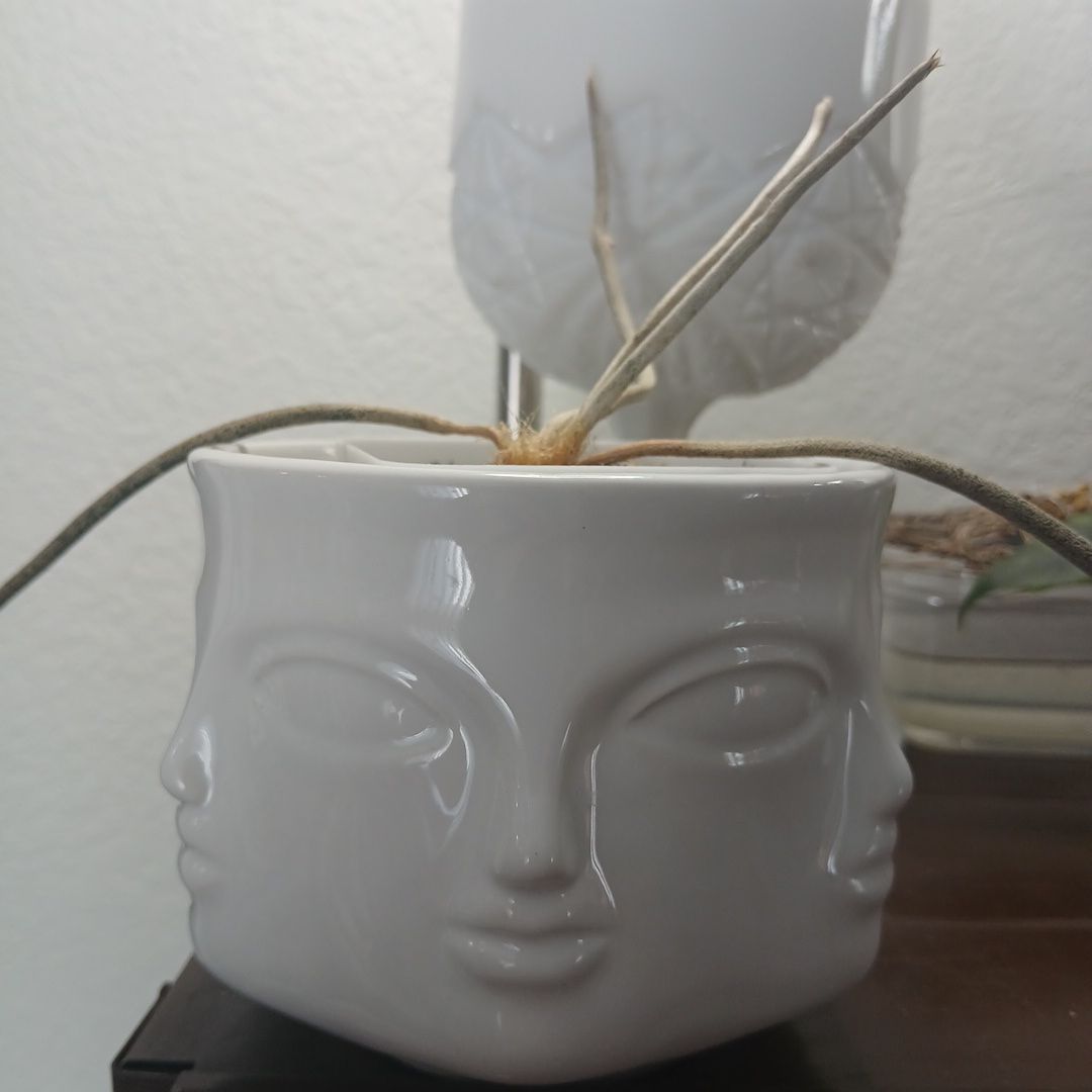 Astrophytum Caput-Medusae