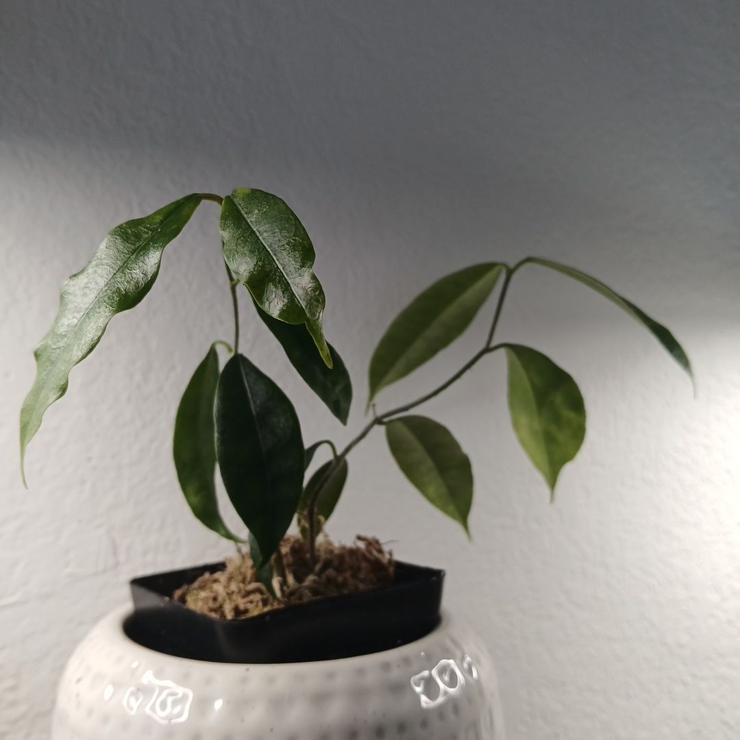 Photo of the plant species Hoya sammannaniana by @ballondusoleil named Hoya sp. Deep Bell II on Greg, the plant care app