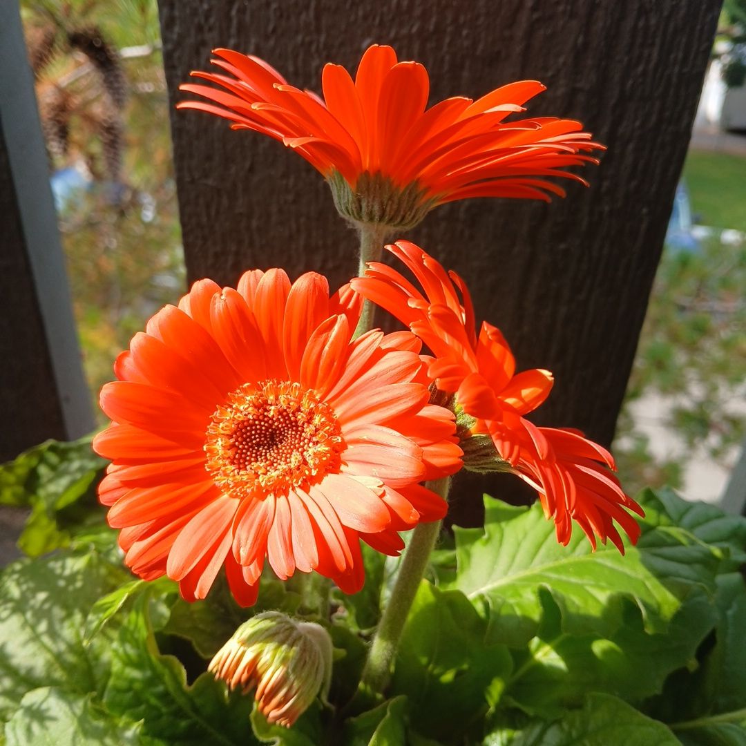 Gerbera Jamesonii