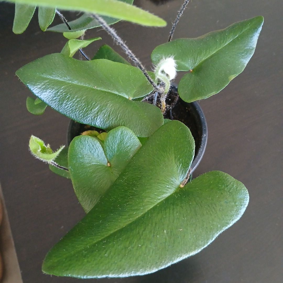 Photo of the plant species Heart Leaf Fern by @ballondusoleil named Hemionitis arifolia on Greg, the plant care app