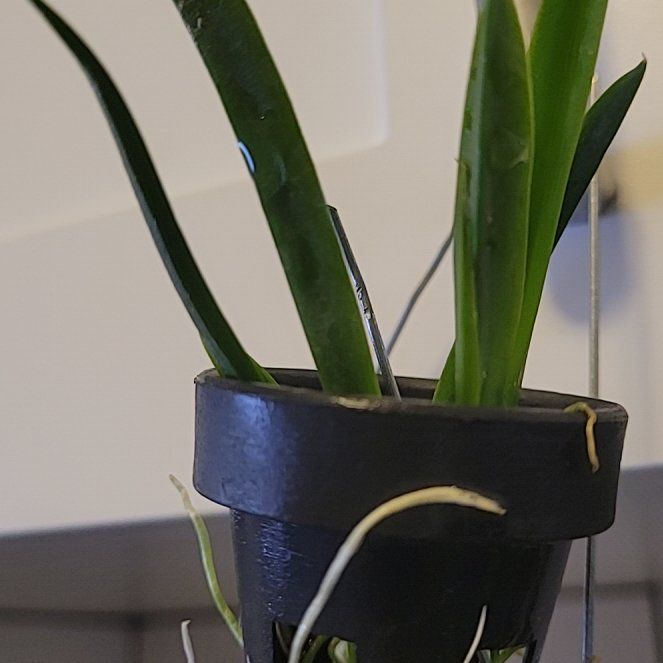 Plant care for Tolumnia 'Vision' on Greg, the plant care app