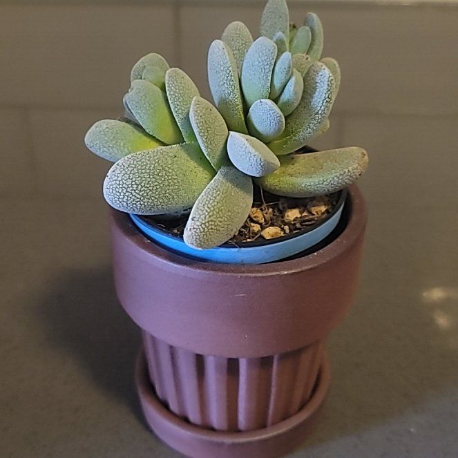 Photo of the plant species Crassula tecta by @ballondusoleil named Crassula tecta on Greg, the plant care app