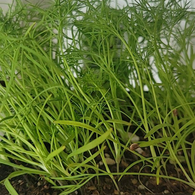 Anethum Graveolens "Fernleaf"