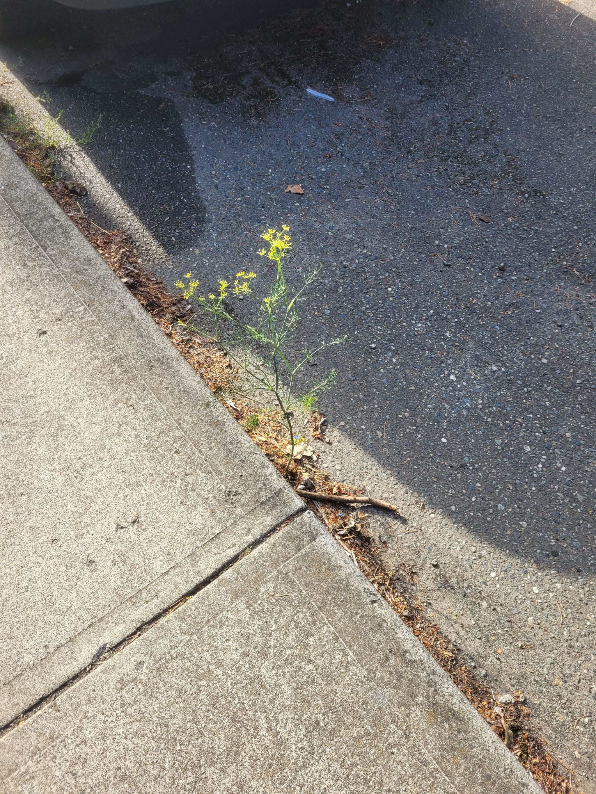 Bouquet Dill Plant Care Water, Light, Nutrients Greg App 🌱