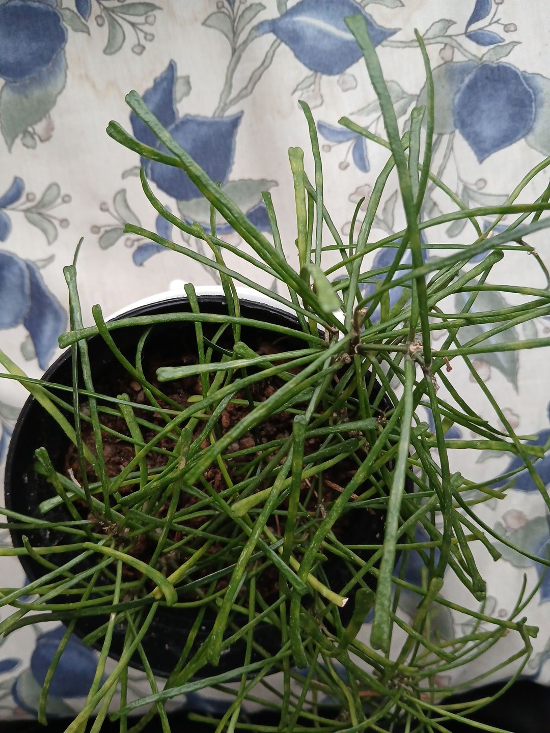 Photo from the post