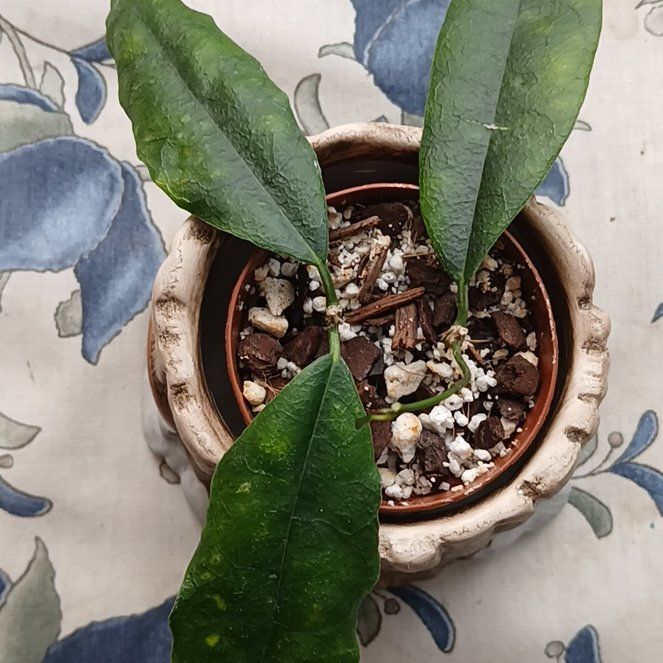 Photo of the plant species Hoya sammannaniana by @ballondusoleil named Hoya sp. Deep Bell on Greg, the plant care app