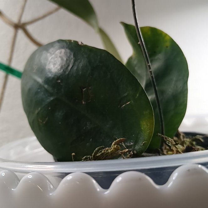 Photo of the plant species Hoya megalaster by @ballondusoleil named Hoya megalaster Warb. ex K.Schum. & Lauterb. on Greg, the plant care app