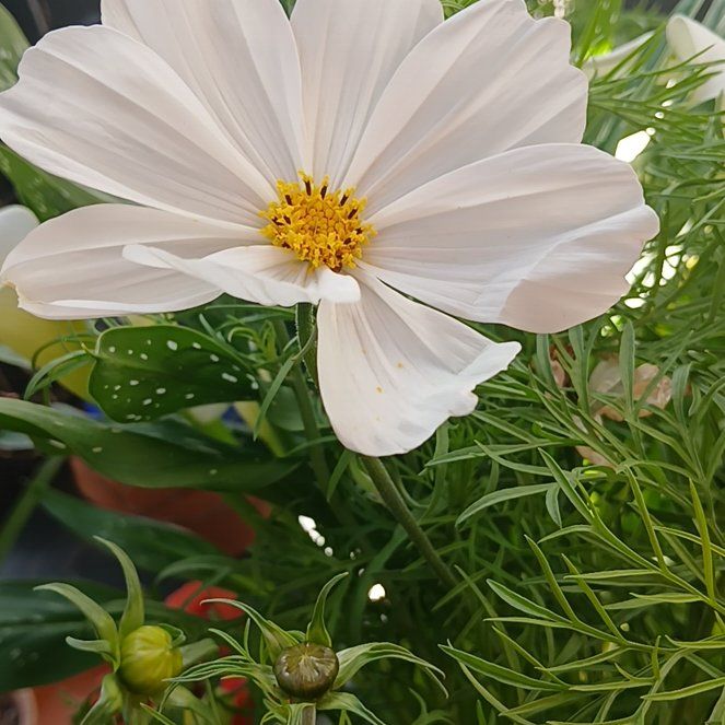 Photo of the plant species Garden Cosmos by @ballondusoleil named Orlando Bloom on Greg, the plant care app