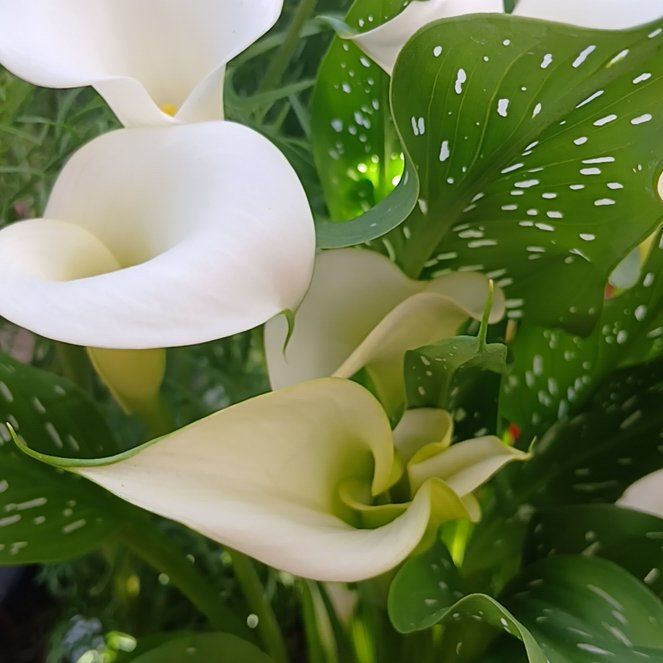 Photo of the plant species Spotted Calla Lily by @ballondusoleil named Achilles on Greg, the plant care app