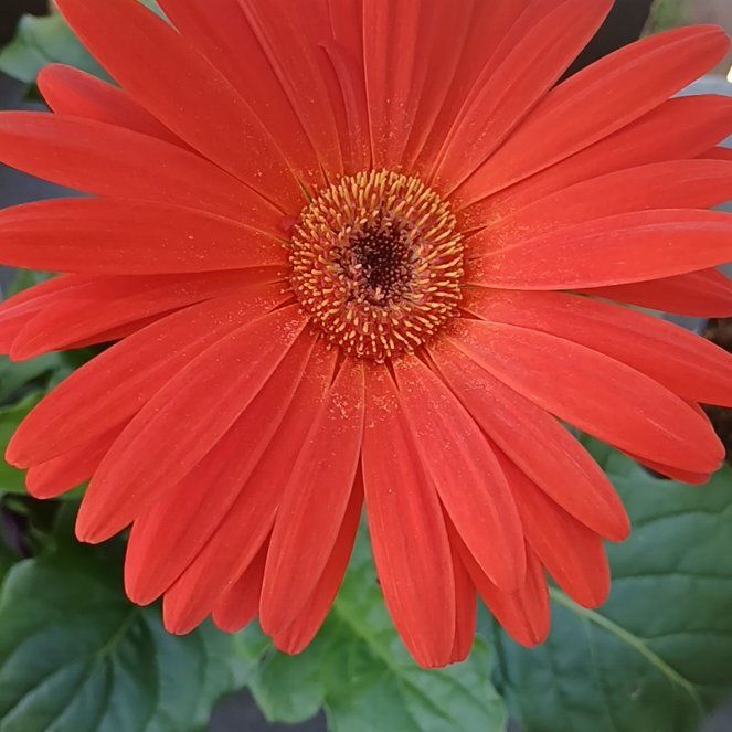 Gerbera Jamesonii