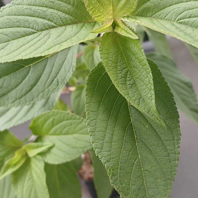 Photo of the plant species Pineapple Sage by @ballondusoleil named Salvia Elegans on Greg, the plant care app