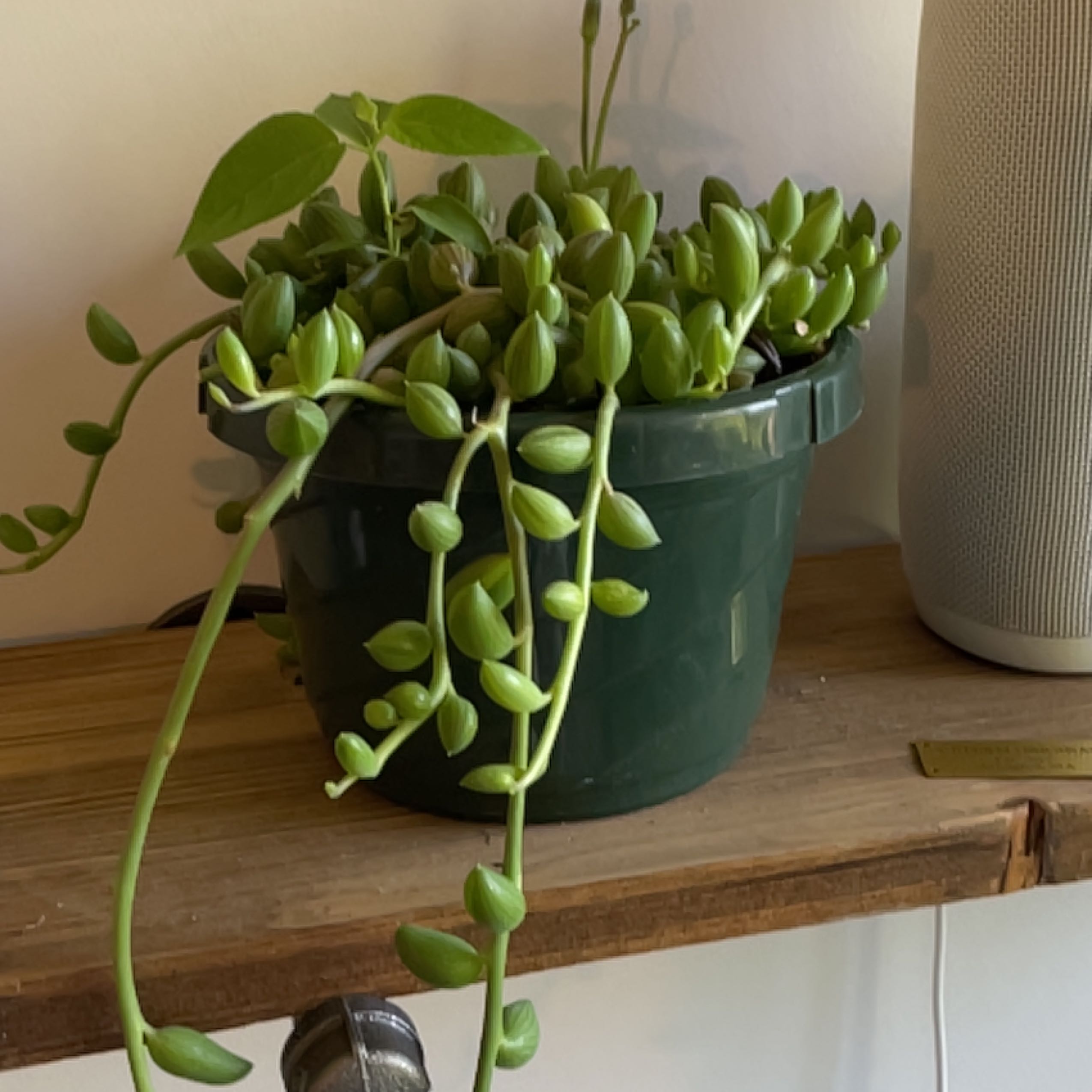 String of Watermelons plant in a green pot on a wooden shelf.