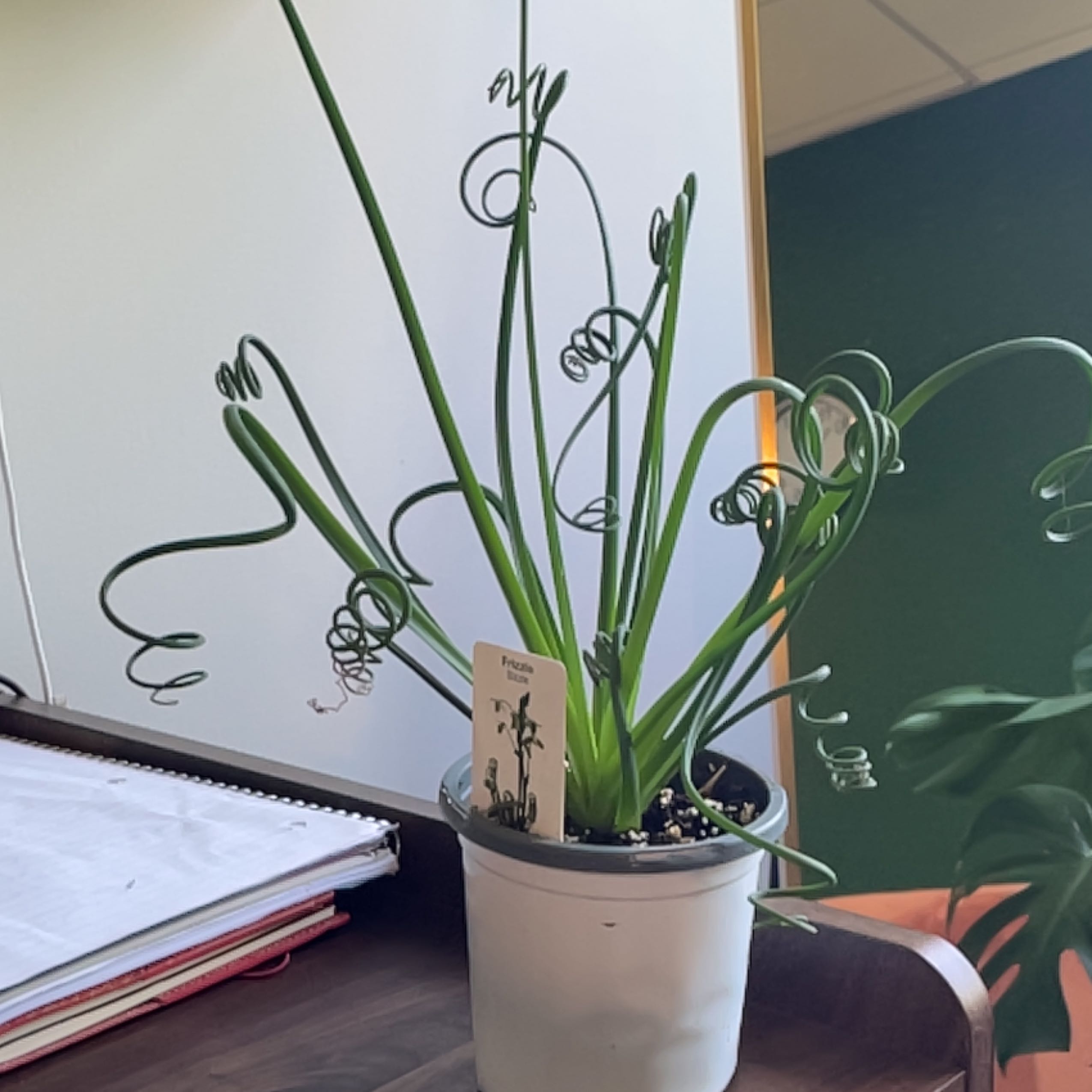 Potted Frizzle Sizzle plant with curly leaves, healthy and well-framed.