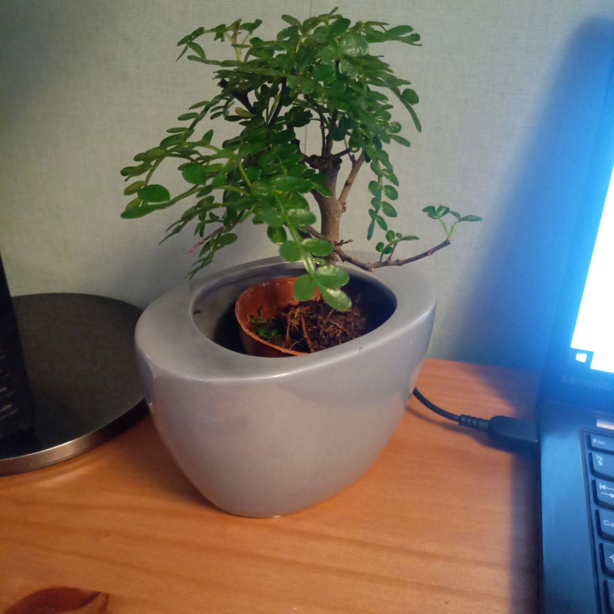 Photo of the plant species Pistacia weinmannifolia by @ToughTyrimnus named Pähkel on Greg, the plant care app