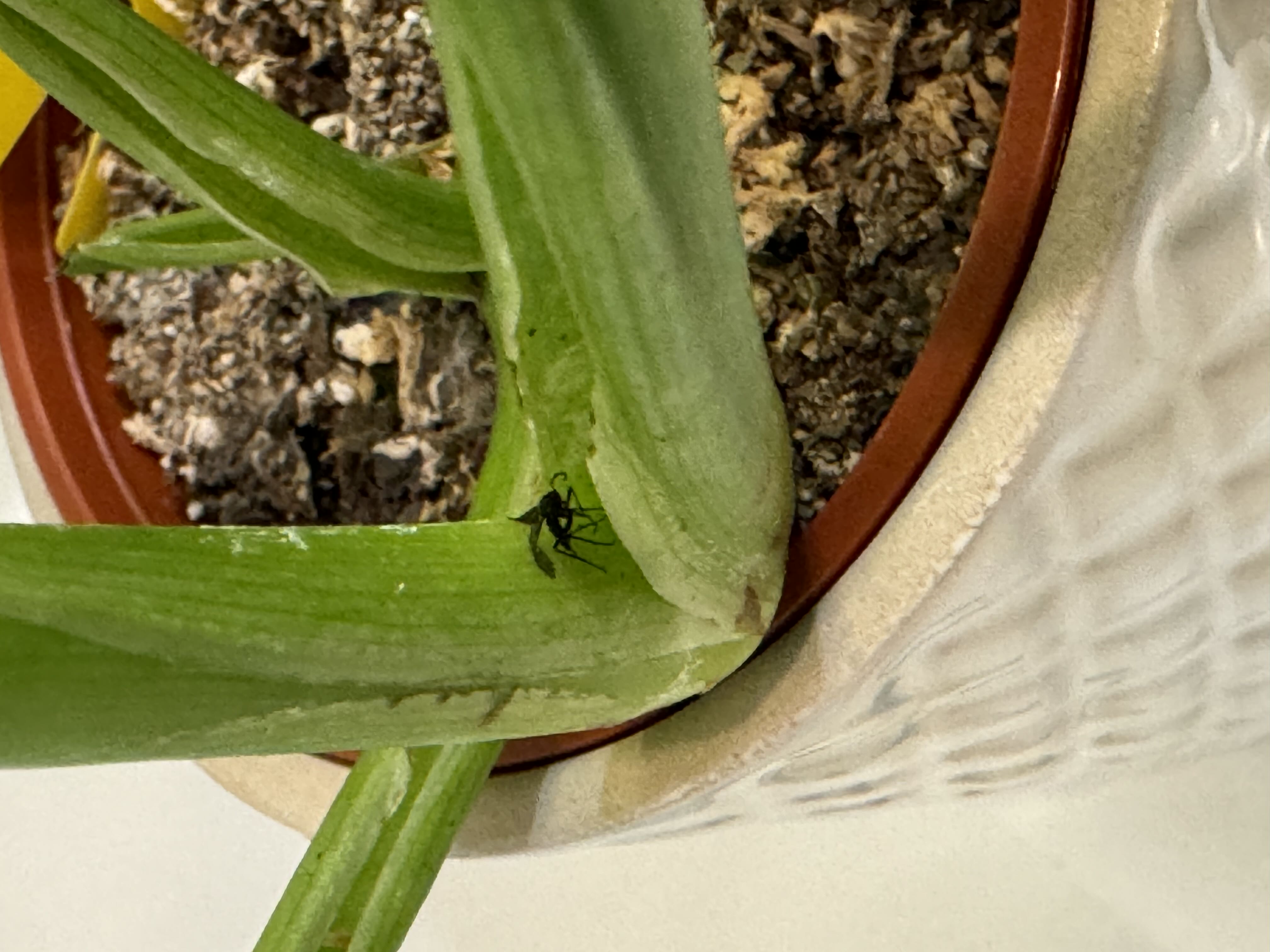 Is this a disgusting bug that I caught on my silver mamei...