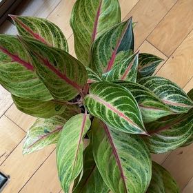 Photo of the plant species Aglaonema 'Golden Fluorite' by @GrownFuchsia named McKinley on Greg, the plant care app