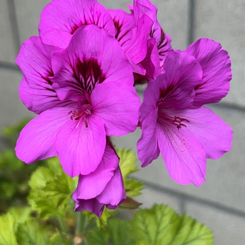 Hooded-Leaf Pelargonium with vibrant purple flowers and green leaves.
